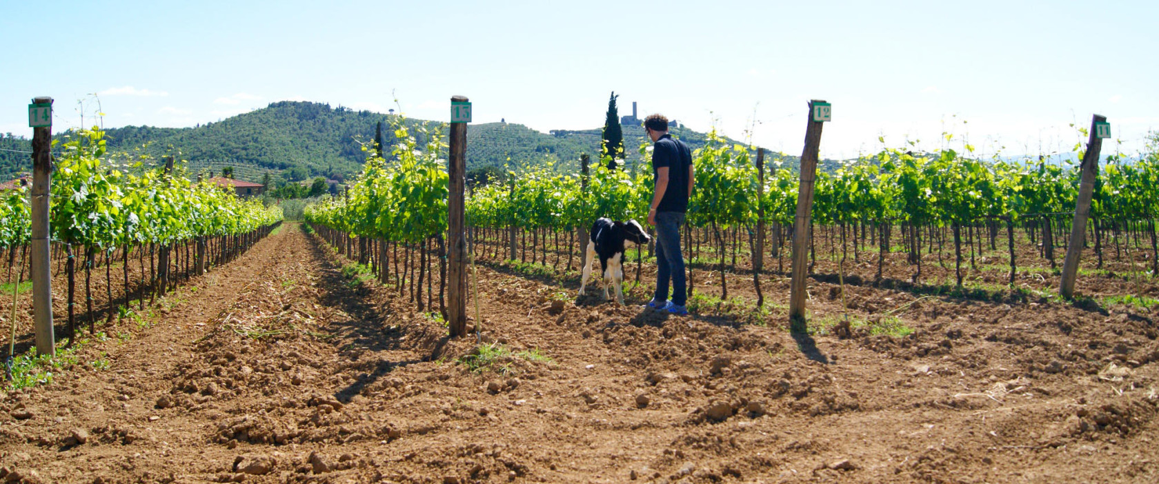 Azienda Agricola | Gabriele Mazzeschi®