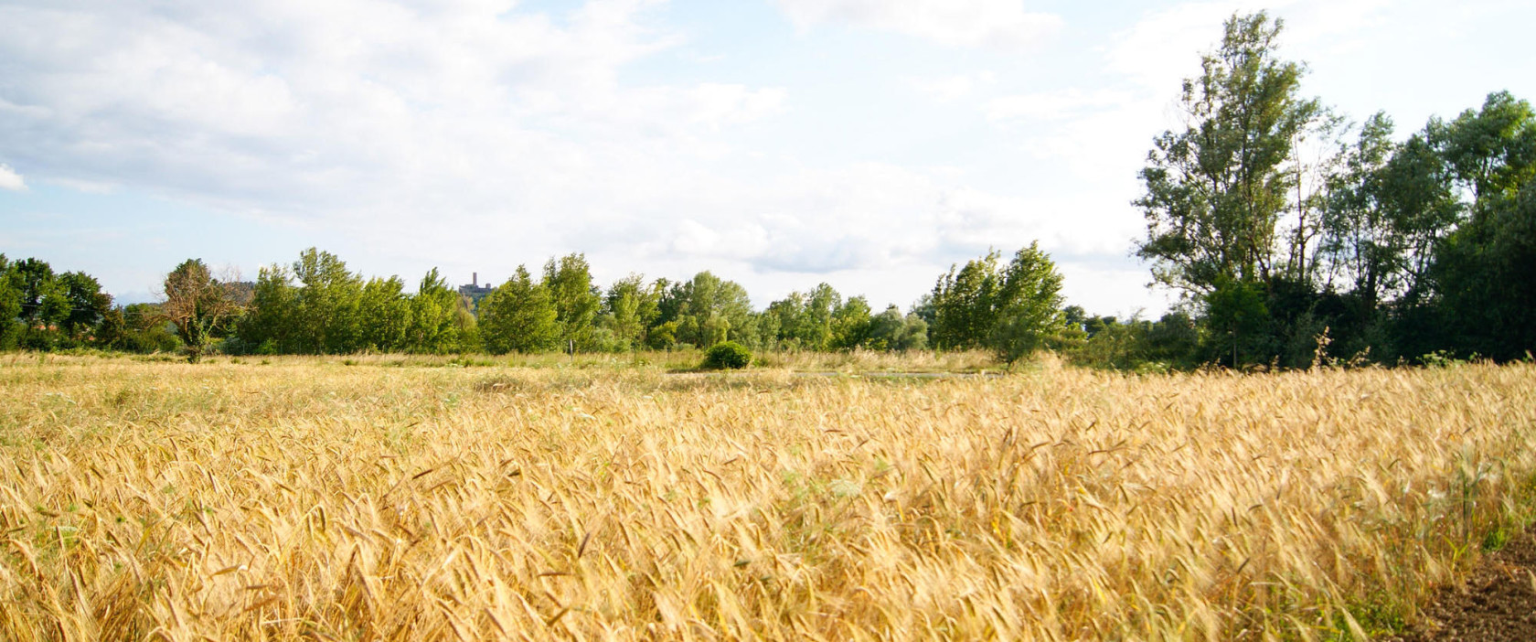 Agricultural Holding | Gabriele Mazzeschi®