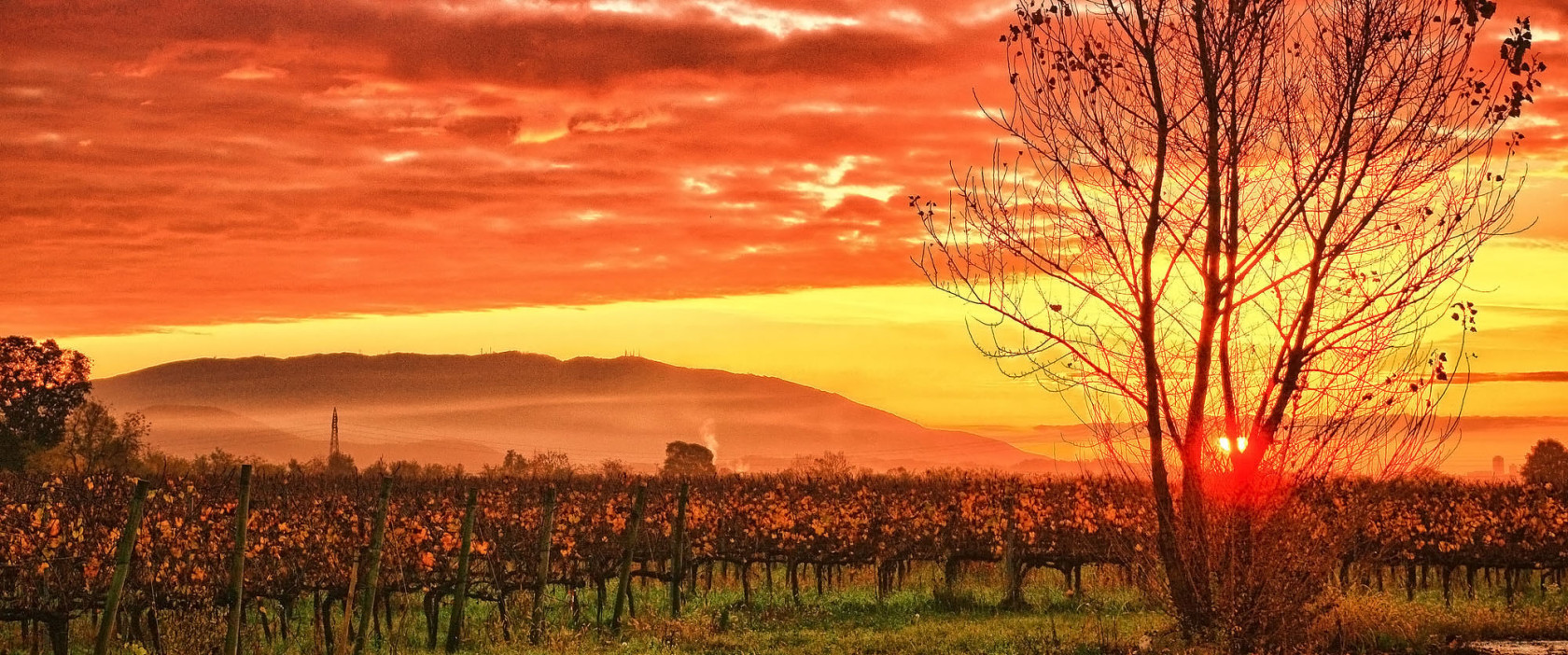 Azienda Agricola | Gabriele Mazzeschi®